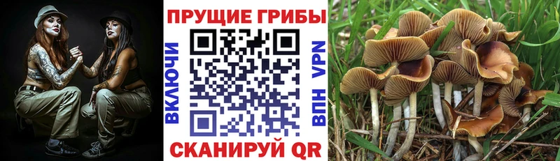 Галлюциногенные грибы MAGIC MUSHROOMS  цены   Калачинск 